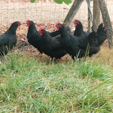 Gite "La Grange Aux Oiseaux" Domaine De Fonpeyroune Conne-de-Labarde Экстерьер фото